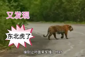 开车在大山里看见野生东北虎？这大猫太漂亮有危险？上山要注意安视频封面