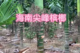 海南槟榔四年几个月割了五次、米果产能达到百分之八十。会管理视频封面