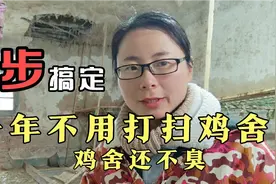 一年不用打扫鸡舍，鸡舍还不臭，3步实际操作搞定#新农人#懒养鸡视频封面