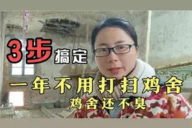 一年不用打扫鸡舍，鸡舍还不臭，3步实际操作搞定#新农人#懒养鸡视频封面