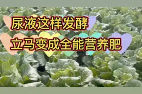 用尿液浇菜多加两样东西，立马变成全能营养肥，简单效果还好视频封面