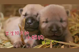 出生10天的田园犬，胖乎乎的像猕猴桃，看睡姿就知道性格不一样