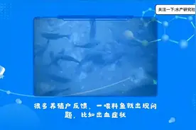 出血烂鳃，赤皮肠炎用了药还是很少好转，你可能忽视了这个问题？视频封面
