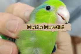 绿太平洋鹦鹉日常🦜