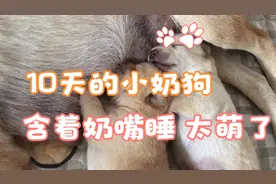 10天的小奶狗睡觉也要含着奶嘴，喝奶睡觉一点都不耽误，太萌了