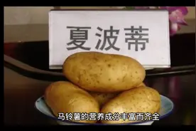 马铃薯巧用草木灰，出苗快，出苗齐，老农实践经验视频封面