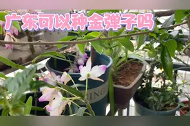 很多人说广东种植金弹子不会结果，我种植金弹子大家进来看看就知