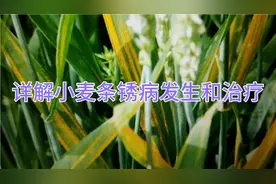 详解小麦条锈病发生和治疗视频封面