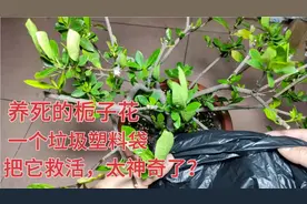 一个垃圾塑料袋，拯救了我一盆养死的栀子花，太神奇了？赶紧收藏视频封面