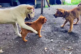 面对比自己多且强大的对手时你自问会退缩吗？我们的田园犬绝不会视频封面