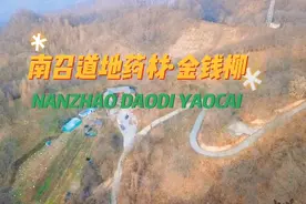 【李博士说药材】河南省南召县道地药材--金钱柳视频封面