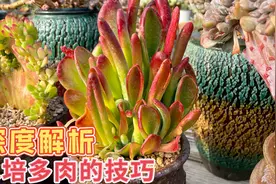 水培多肉植物的深度解析以及修根的必要，大棚主的实操经验分享视频封面