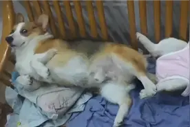 撸狗日常：狗子反抗不了，只能默默享受被撸了！视频封面