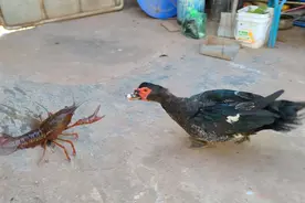 一只5斤重的南美洲番鸭，捕食小龙虾，场面很震撼，一起来看看吧