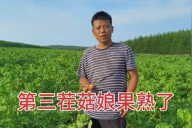 第3茬菇娘果高温暴晒成熟快，一宁到山边溜达一圈，油蘑都成堆出