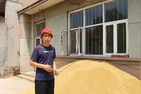 一堆小麦，怎么估算它的重量，困扰了农民好多年，计算方法收藏？视频封面