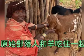 探秘非洲原始部落生活，人和羊吃住在一起，为什么羊这么高待遇？视频封面