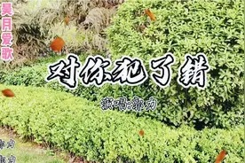 郭力《对你犯了错》痴心是我对你犯的错，不要在寂寞的时候想起我视频封面