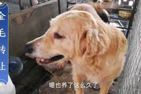 忠爱金毛的铲屎官有福了，现在转让，一窝能生12崽的正宗大金毛视频封面