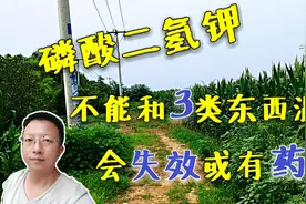 磷酸二氢钾不能和3类农药、肥料混用，会有药害，这次全讲清楚视频封面