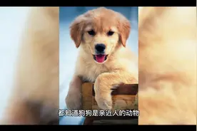 如何跟狗狗快速亲近？千万别第一次见面就冲上去摸