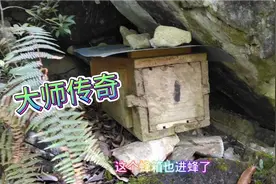 想养蜜蜂，如何让它自动飞入蜂箱？分享一个养蜂兄弟的方法视频封面