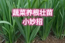 韭菜越割越细？菜苗越长越弱？一个小妙招，生根养根又旺苗视频封面
