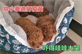 小泰迪出生第48天，主人给狗狗打疫苗，害怕得像孩子一样哇哇大哭视频封面