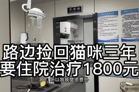 路边捡回来猫三年，进了医院检查抽血B超打折1800,住院一天200视频封面