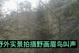 贵州大山里画眉鸟到处都是，歌声锐耳，你的鸟儿敢来凑热闹吗视频封面