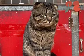 一只猫月赚3000块？河南2岁虎斑折耳看家护院1小时100元值吗？视频封面