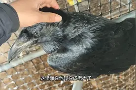 渡鸦的情感真的太丰富了，一个星期没见看看它的反应！