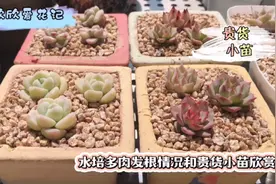 水培多肉的发根情况和红女王 冰玉 小海螺等小苗欣赏 快来围观视频封面