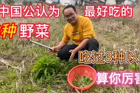 被公认为最好吃的农村6种野菜，遇见赶紧摘回家，吃过3种算你厉害视频封面