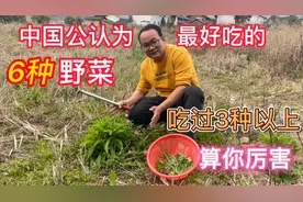 被公认为最好吃的农村6种野菜，遇见赶紧摘回家，吃过3种算你厉害视频封面