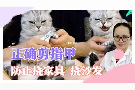 99%的猫咪铲屎官，都不会正确剪指甲！学会了可以防止猫咪挠沙发