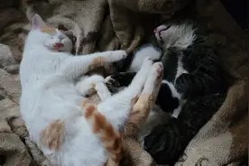 看这几只猫销魂的睡姿，你能忍住不上手盘两把!视频封面