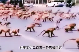 猴狗大战，200多只狗跟几百个猴子打起来了！，看一看最终谁赢了视频封面