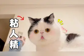 没见过这么粘人的猫！只要不抱它，就一屁股坐在主人脸上视频封面