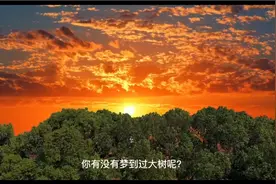 梦到大树代表什么意思呢？视频封面