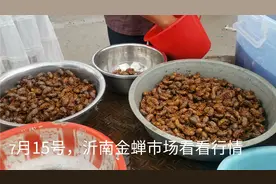 7月15号，沂南金蝉市场看看，价格不贵呀！视频封面