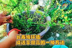 分享一种扦插长寿梅成活率很高的方法，简单又实用一学就会视频封面