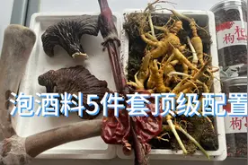 泡20斤酒补补腰子，用鲜鹿茸30年林下参配鹿鞭枸杞，能喝一大年！视频封面