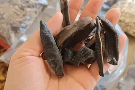 中药材！水蛭，蜈蚣，地龙，地骨皮，生半夏，生附子，虎杖，大黄视频封面