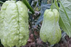 种植佛手瓜有技巧，教你一招？一棵能结上百个，赶紧学一下视频封面