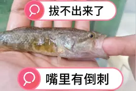 老头鱼吃手拔不出来了，嘴里有倒刺，审问老头鱼和大猫，谁吃的鱼视频封面