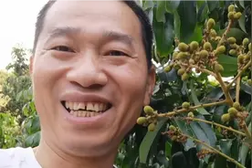 广东高州农村，杨家种植的早花龙眼果子有黄豆大了，5月份开吃