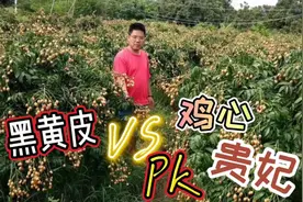 三大黄皮品种霸占江湖，谁更胜一筹，如何选择种植哪个品种？
