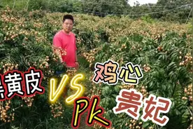 三大黄皮品种霸占江湖，谁更胜一筹，如何选择种植哪个品种？
