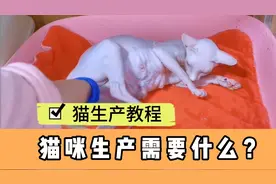 猫咪生产教程，记录详细细节，希望能给广发铲屎官一些帮助。
